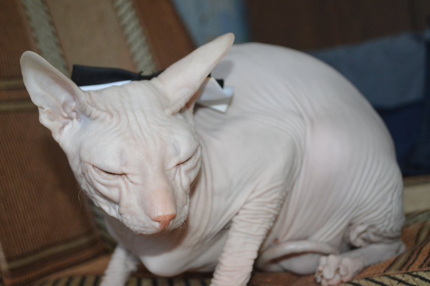 КУЗЯ