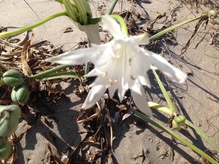 Sardegna & Сардиния.