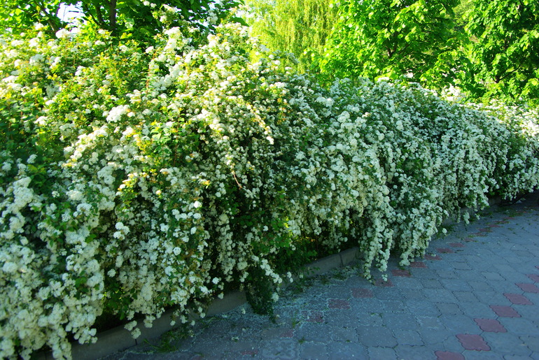 Абрау Дюрсо май 2014