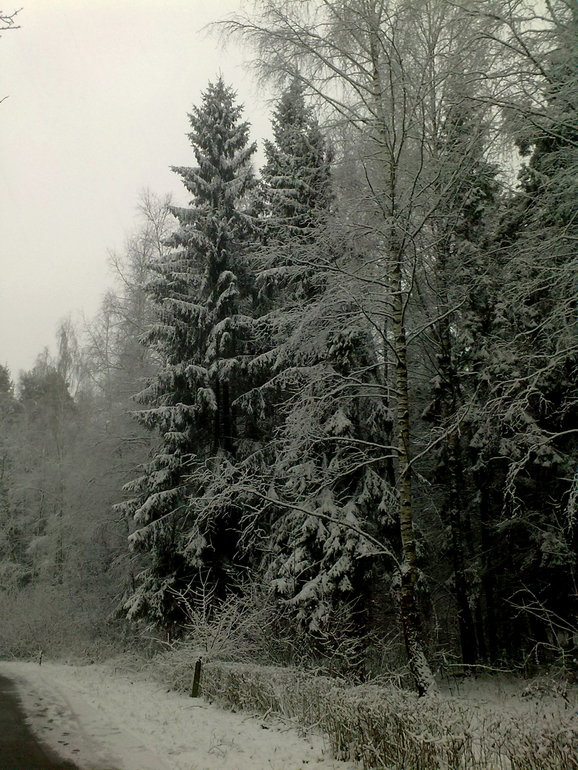 УРА! Снег выпал) 26.11.2013