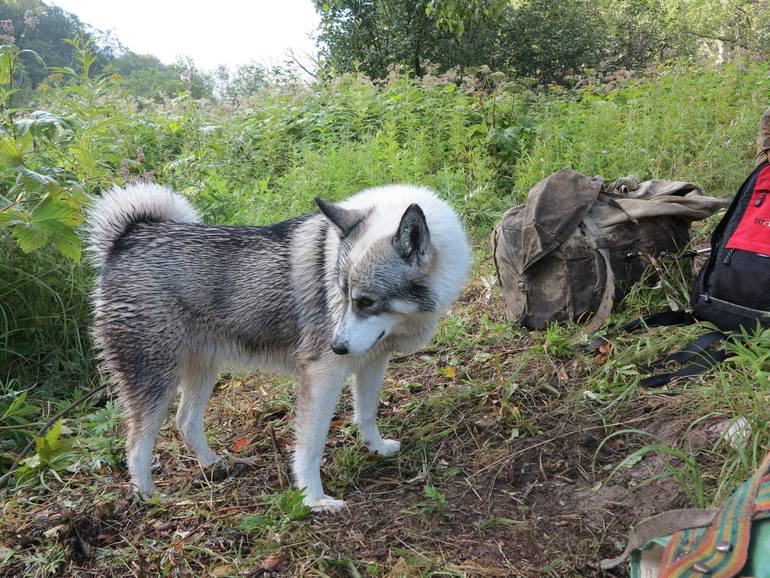 Камчатка - любовь моя. Осторожно, куча фото)