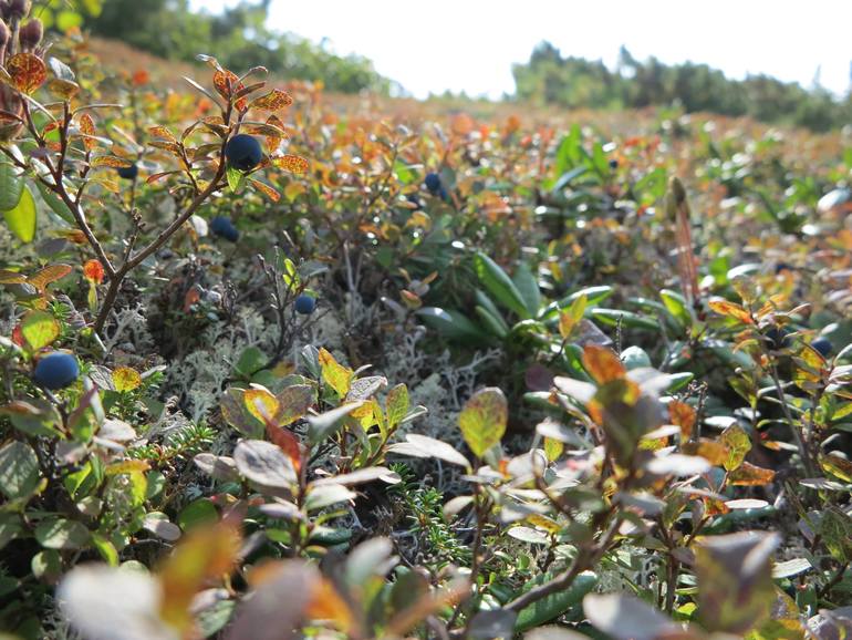 Камчатка - любовь моя. Осторожно, куча фото)