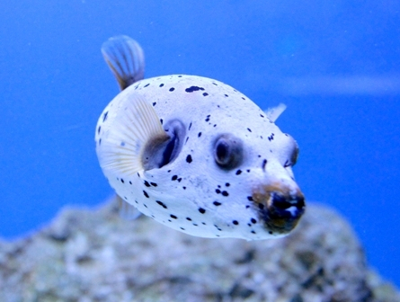 Океанариум(г.Киев)