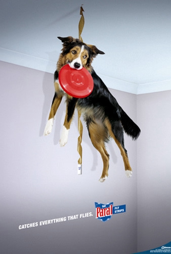 Креатив с учатием животных.