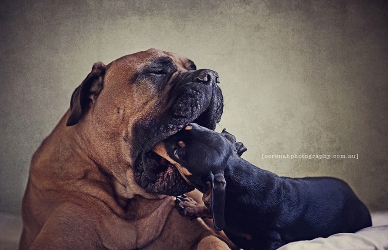 Креатив с учатием животных.