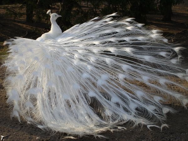 Животные альбиносы.