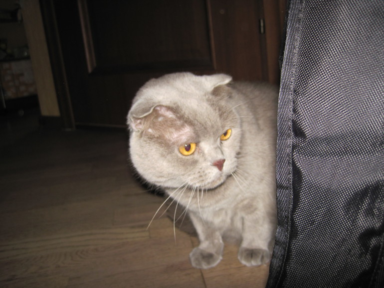 Я сошла с ума, ляляля :)