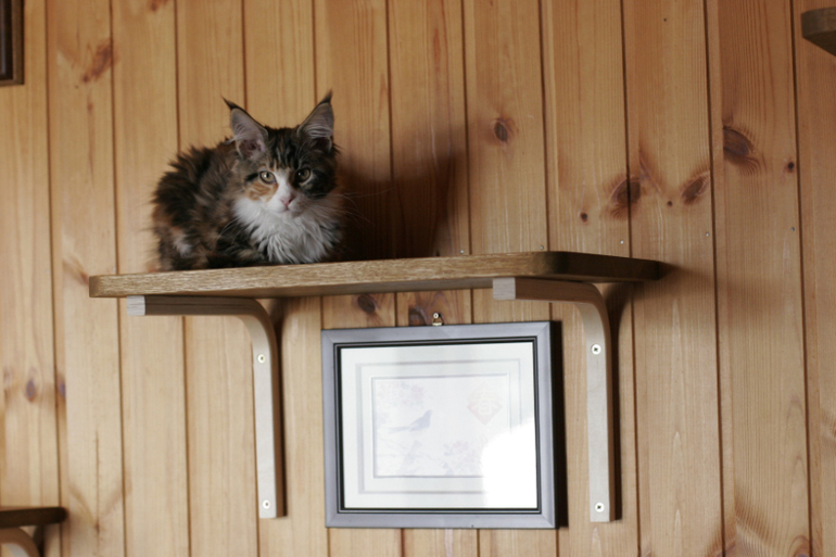 Котожизнь в картинках