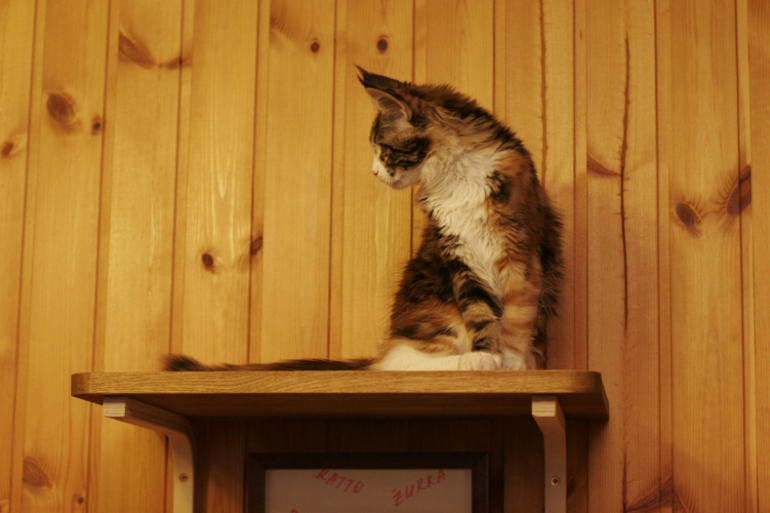 Котожизнь в картинках