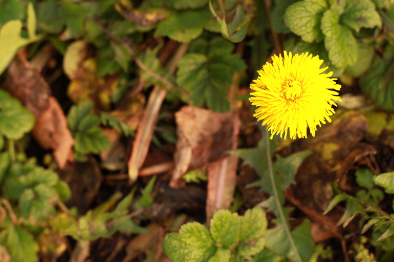 УРА!!!! Закончила курс фотошколы