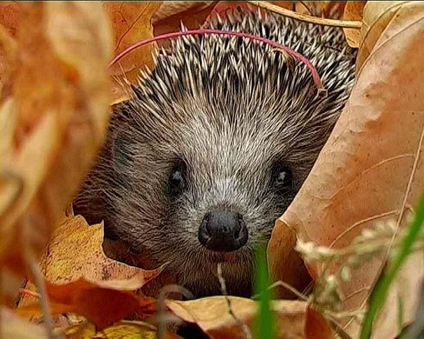 ТН "В осенним лесу"