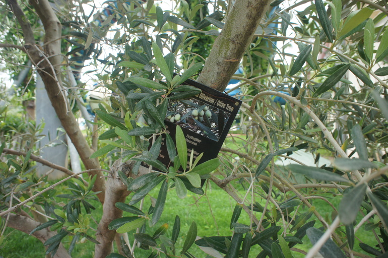 Club Hotel Turan Prince World 5* в мае