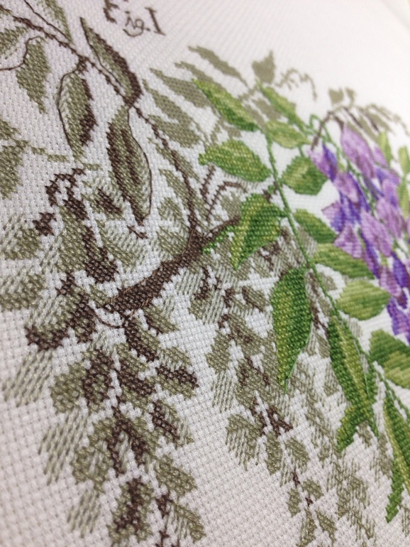 Глициния DFEA