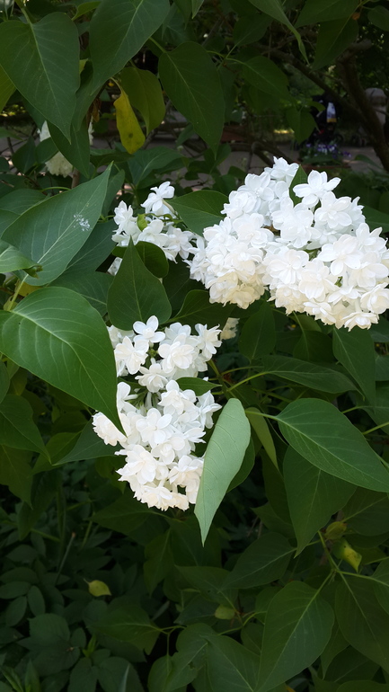 Прогулка в Аптекарский огород