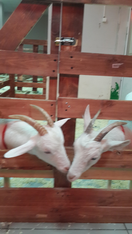 Контактный зоопарк (много фоток)