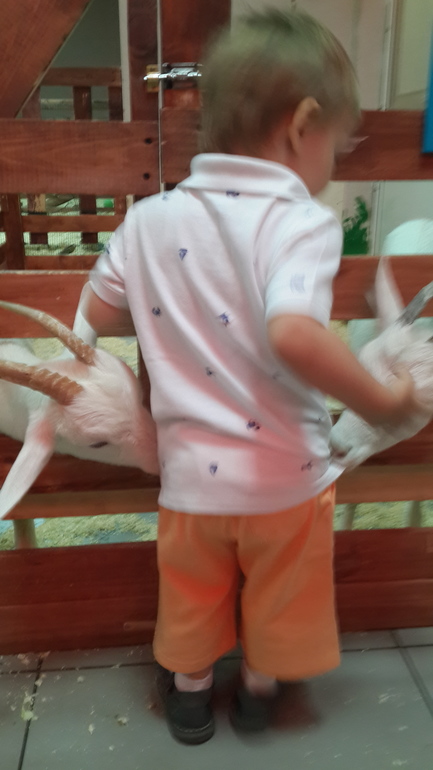 Контактный зоопарк (много фоток)