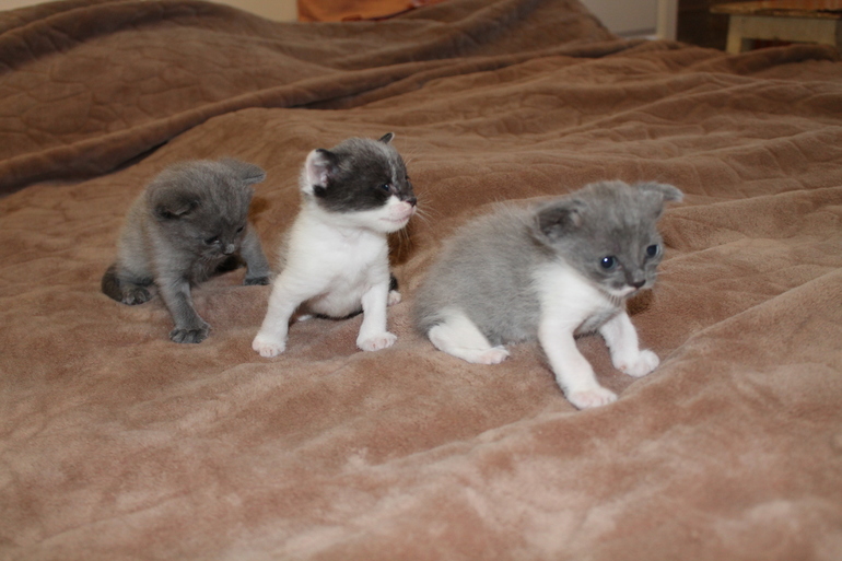 Пристрою в добрые руки маленьких хвостатиков