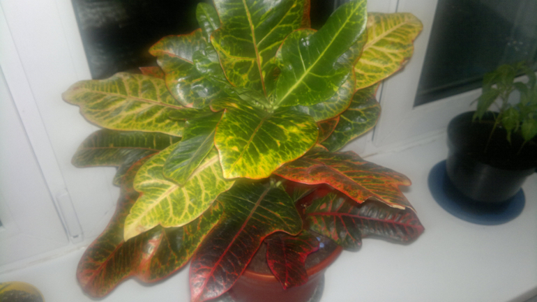 мои растюхи, не все