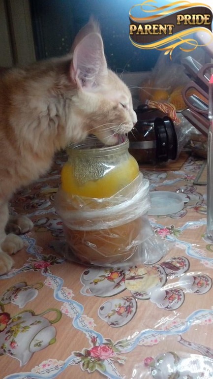 Один из наших мальчуганов не прочь полакомиться медком :)