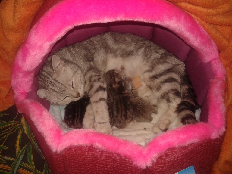 Сладкие мои.)))