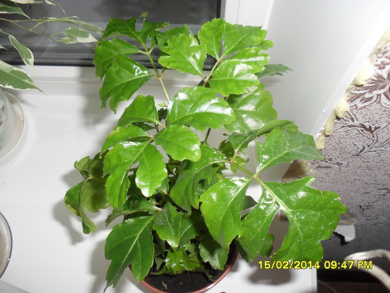 Помогите опознать.