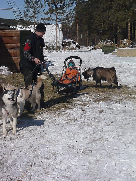 В гостях у Хаски