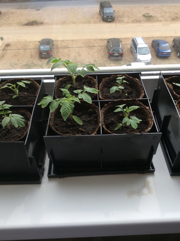 Моя рассада