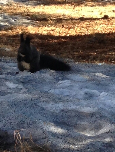 Ручные белки