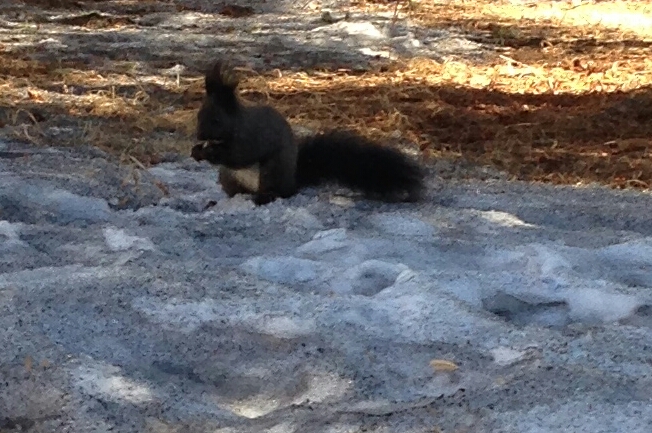 Ручные белки