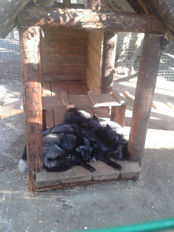 Наши выходные. Немного фото