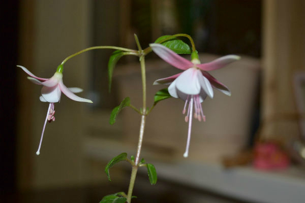 Я опять с цветами.