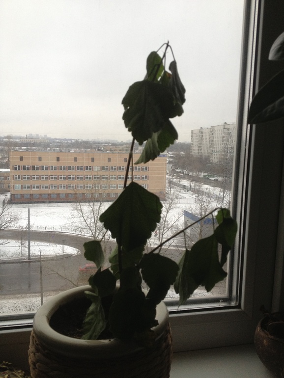 Девоньки SOS!!!!