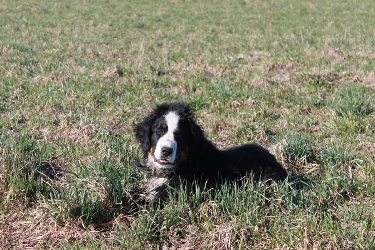 Ричард на прогулке в полях)))