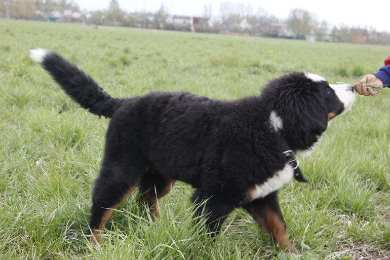 Как нас пес чуть на улице жить не оставил)))