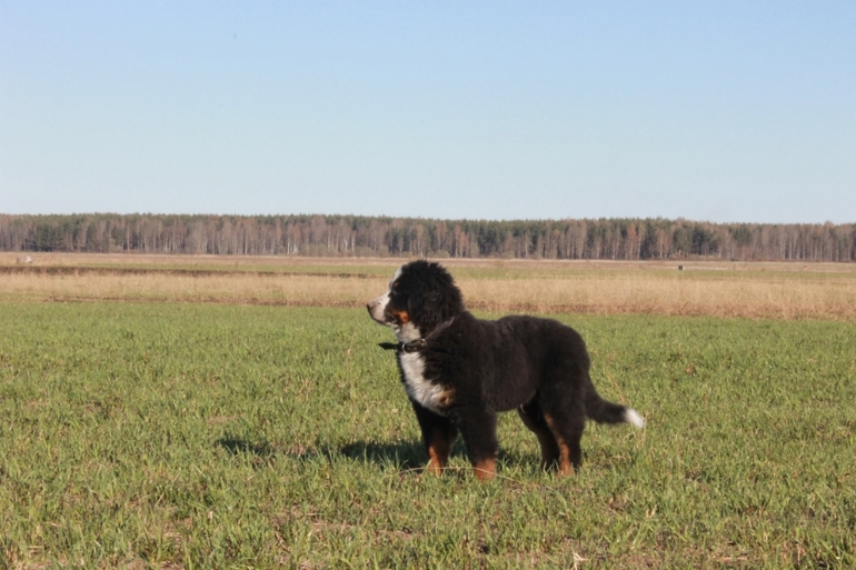 Ричард на прогулке в полях)))