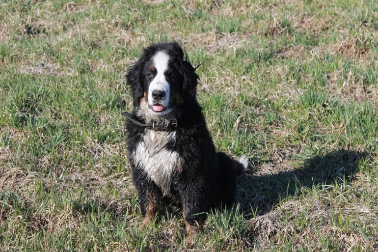 Ричард на прогулке в полях)))