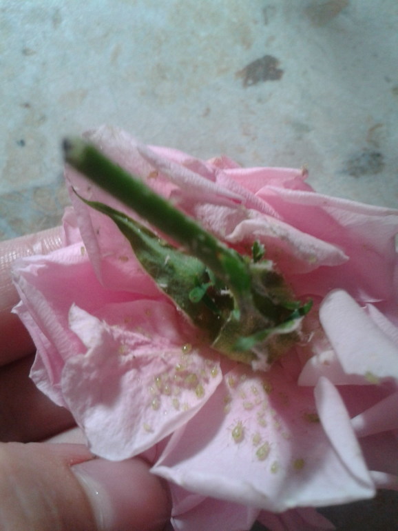 Подскажите что за вредитель?