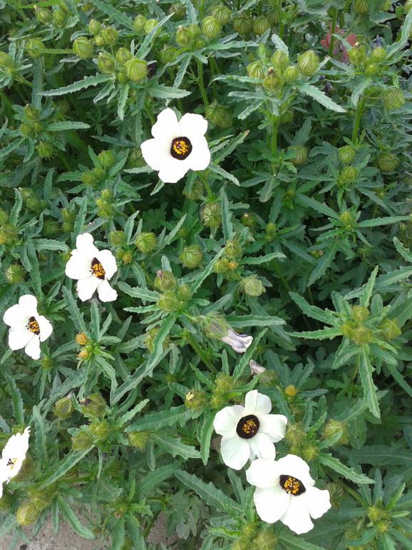 Помогите опознать