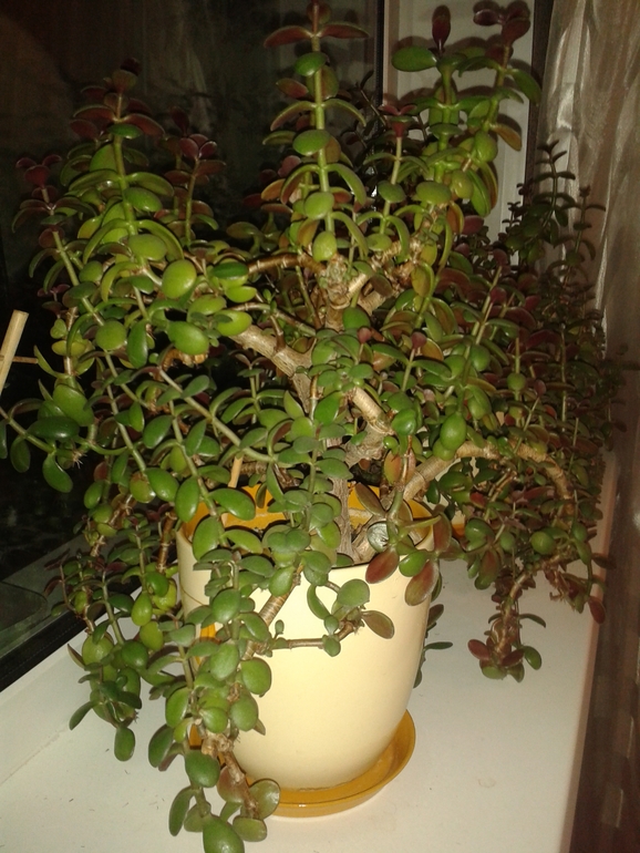 Мои толстяночки.