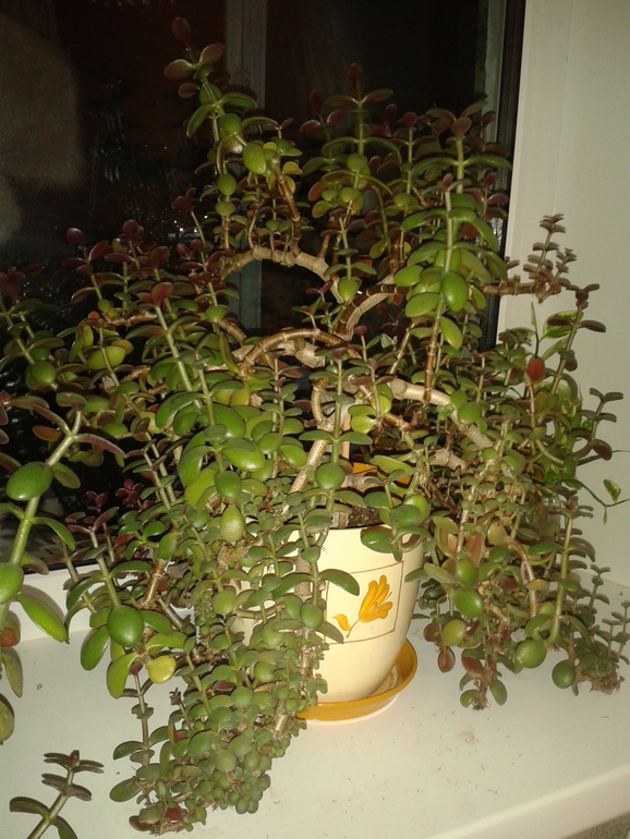 Мои толстяночки.