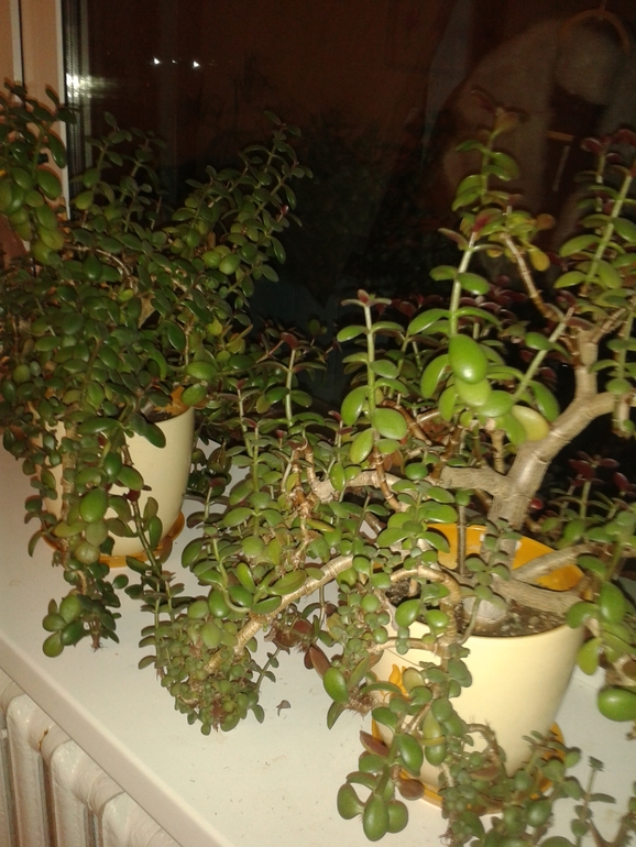 Мои толстяночки.