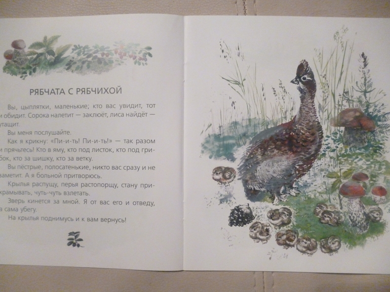 Чарушинские зверята (подробные фото и отзыв)