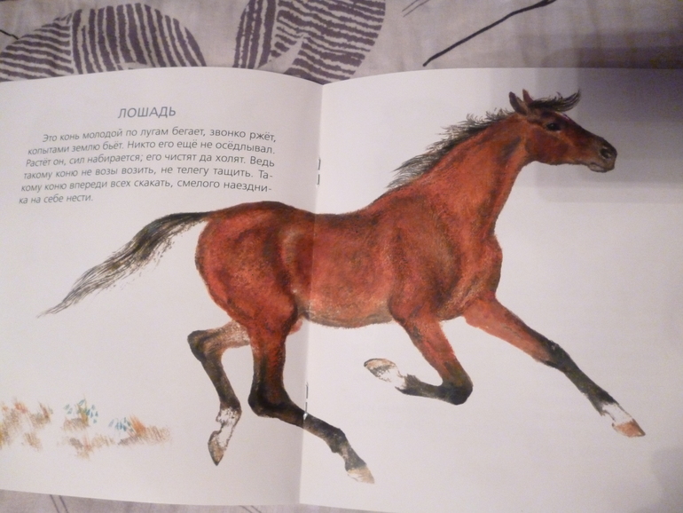 Чарушинские зверята (подробные фото и отзыв)