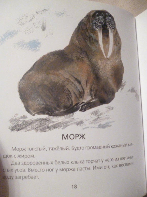 Чарушинские зверята (подробные фото и отзыв)