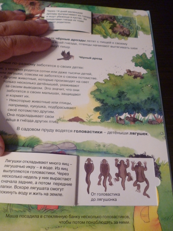 Энциклопедии про животных