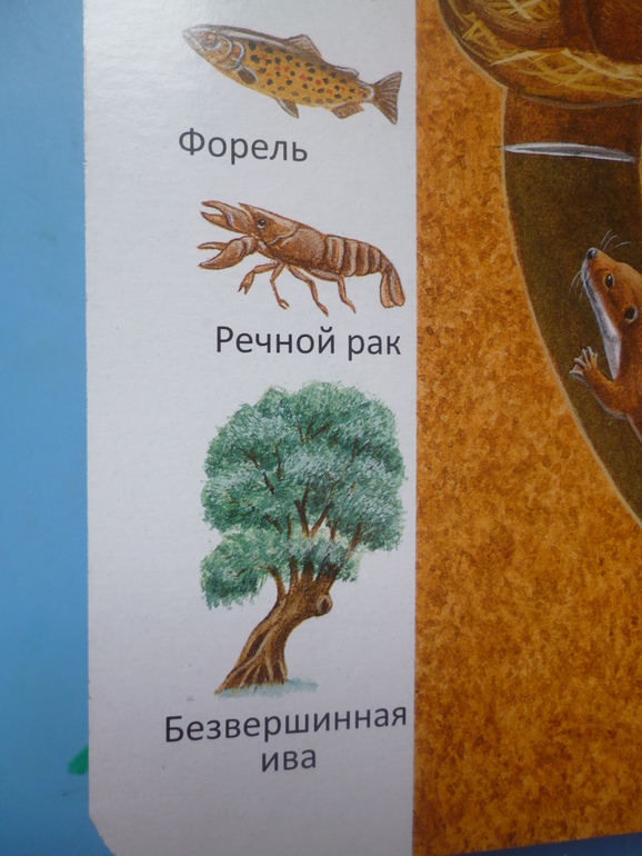 Первые книги малыша. Учим новые слова (бюджетные гляделки, много фото)