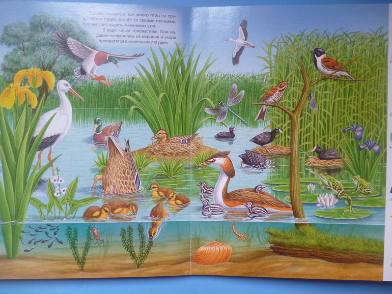 Первые книги малыша. Учим новые слова (бюджетные гляделки, много фото)