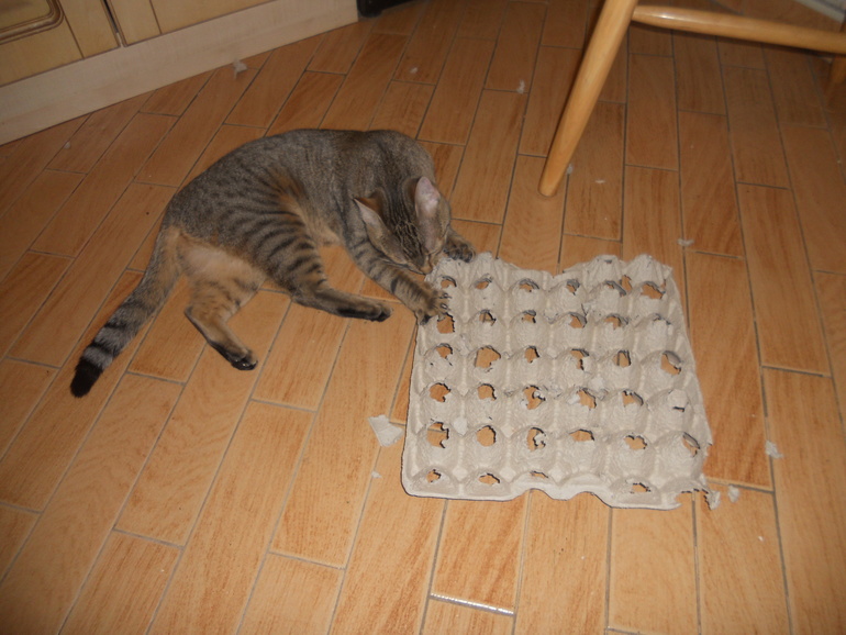 Позитивчик. Кошачий вандализм 2