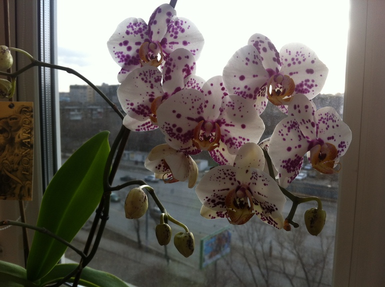 Моя красавица