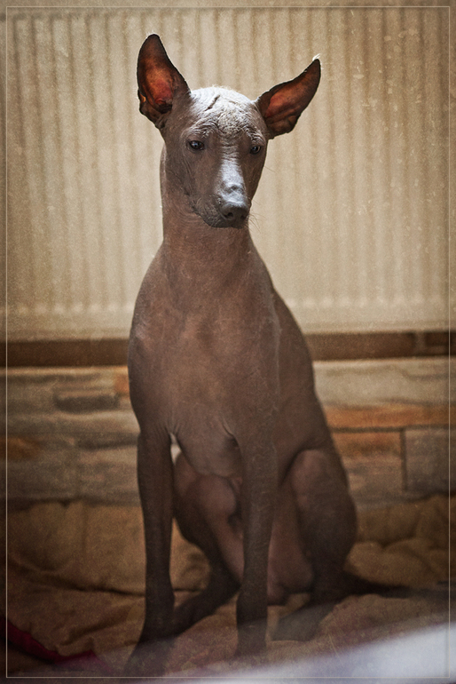 мой любимый мексиканский друг))